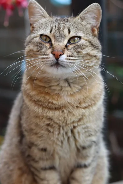 Hermoso Carismático Gato Cerca — Foto de Stock