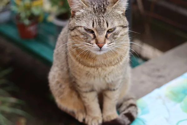 Schöne Charismatische Katze Aus Nächster Nähe — Stockfoto