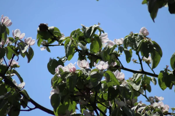 Fleurs Dans Jardin — Photo