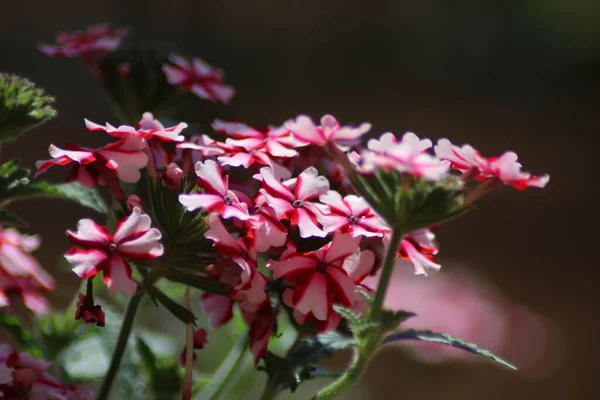 Blommor Trädgården — Stockfoto