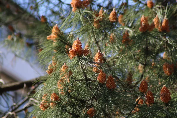 Close Pine Cone — Stock Photo, Image