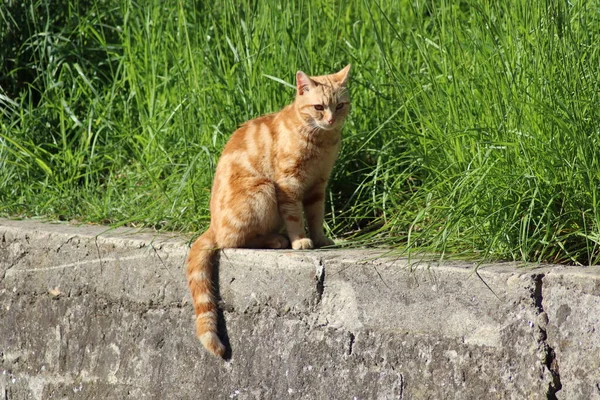 Rode Kat Het Groene Gras — Stockfoto