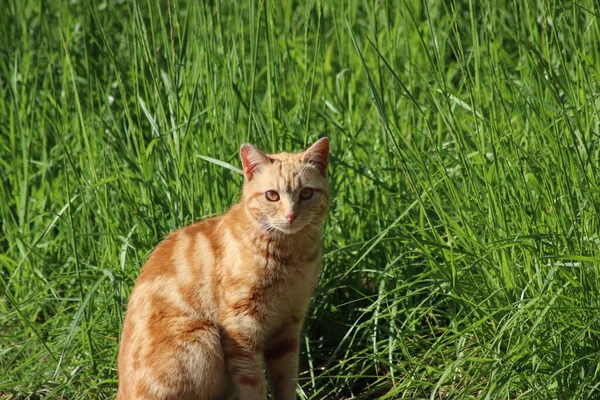 Rode Kat Het Groene Gras — Stockfoto