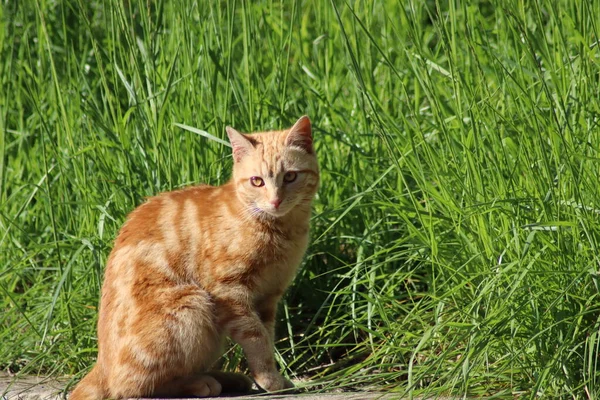 Rode Kat Het Groene Gras — Stockfoto