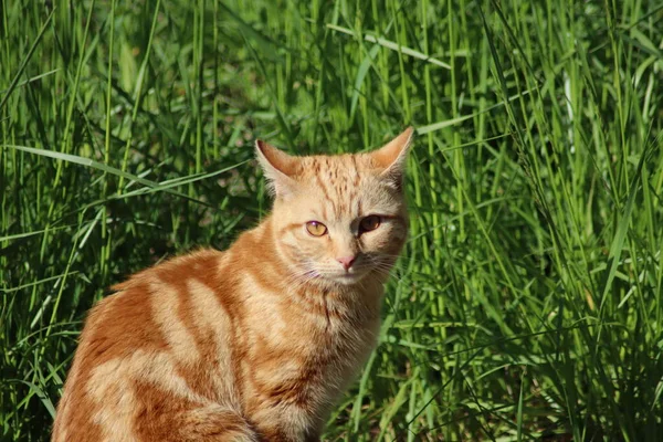 Rode Kat Het Groene Gras — Stockfoto