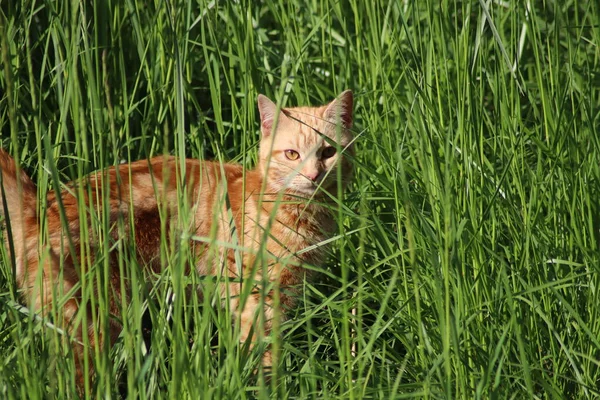 red cat in the green grass