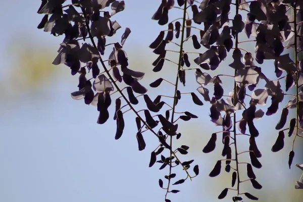 Blomstrende Wisteria Tre – stockfoto