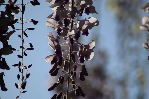 Flowering Wisteria Tree — Stock Photo, Image