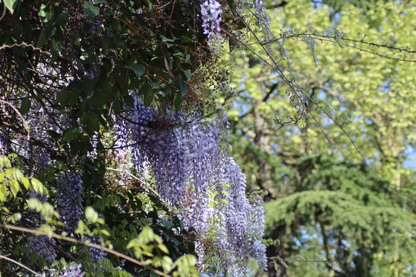 Glicine Fiorito Albero — Foto Stock