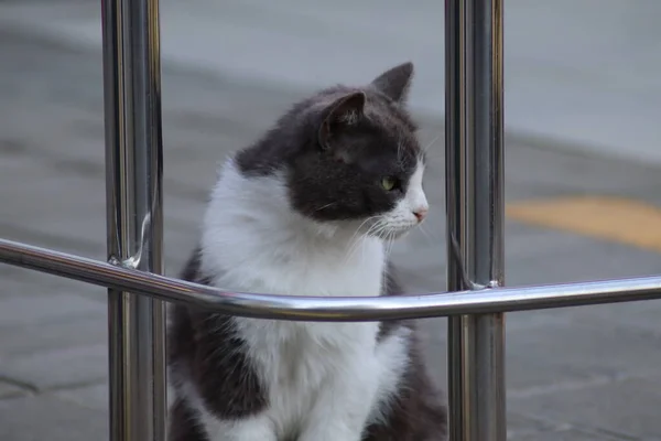 Gato Está Sentado Cerca Barandilla —  Fotos de Stock