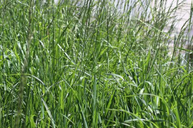 Genç yeşil çimenler şehirde