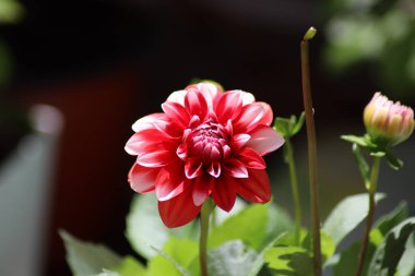 kırmızı ve sarı çiçek