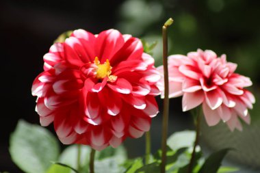 kırmızı ve sarı çiçek