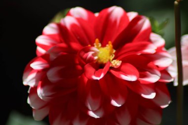 kırmızı ve sarı çiçek