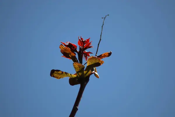 Unga Blad Gren — Stockfoto