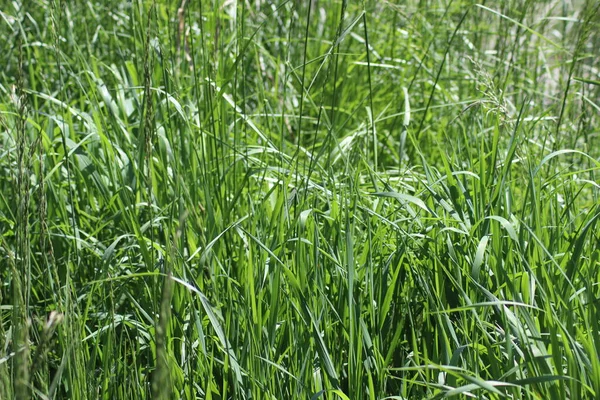Young Green Grass City — Stock Photo, Image