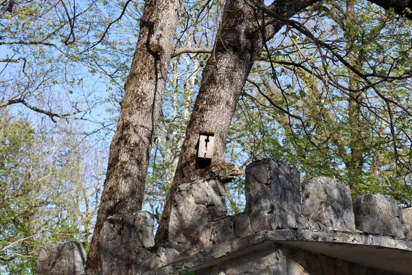 Arbre Dans Forêt — Photo