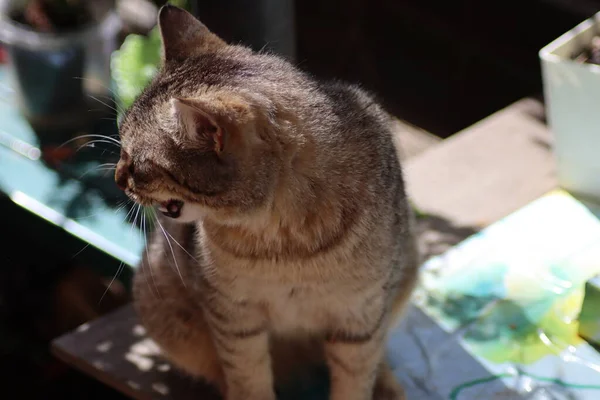 Gatto Giardino — Foto Stock