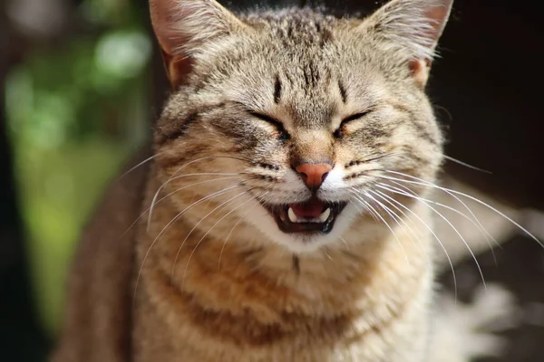 Bahçedeki Kedi — Stok fotoğraf