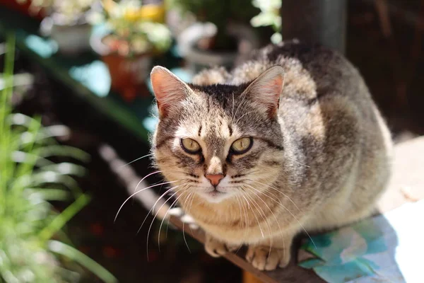 Katze Garten — Stockfoto