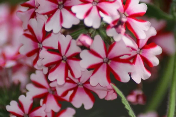 Röd Och Gul Blomma — Stockfoto