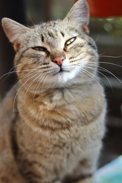 Gato Jardín — Foto de Stock