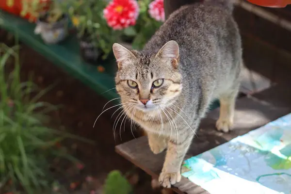 Katze Garten — Stockfoto