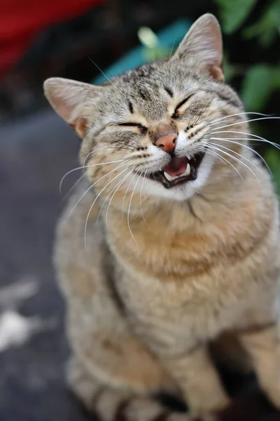 Cat Garden — Stock Photo, Image