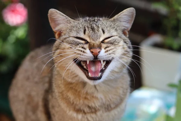 Bahçedeki kedi