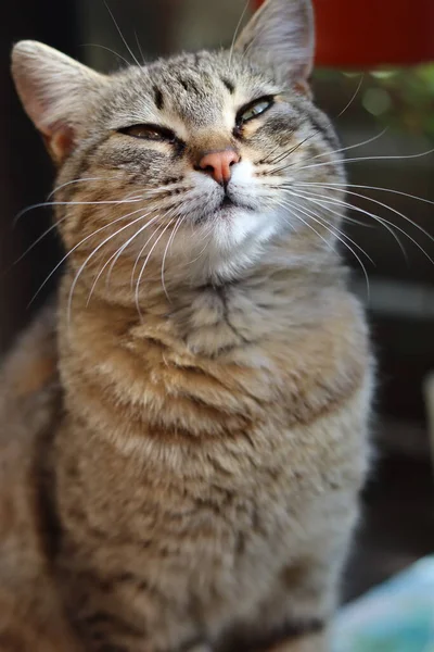 Katze Garten — Stockfoto