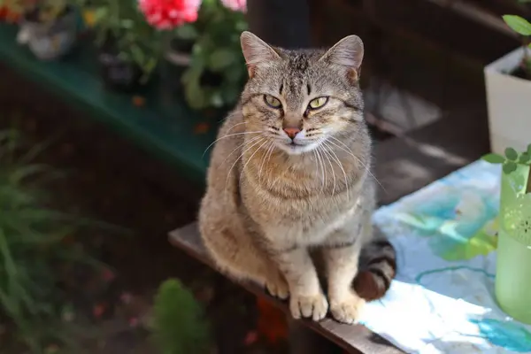 Gato Jardim — Fotografia de Stock