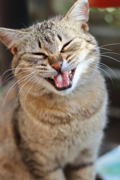 Gato Jardín — Foto de Stock