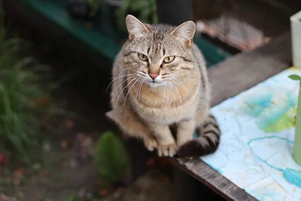 Katze Garten — Stockfoto