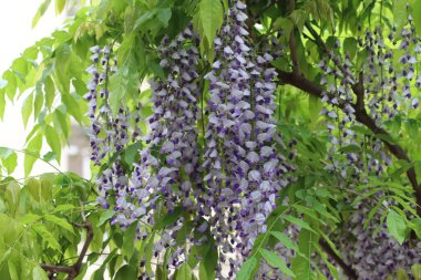 Parkta çiçek açan güzel salkımlar.