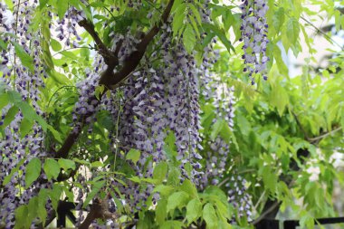 Parkta çiçek açan güzel salkımlar.