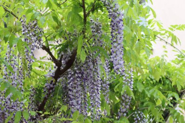 Parkta çiçek açan güzel salkımlar.