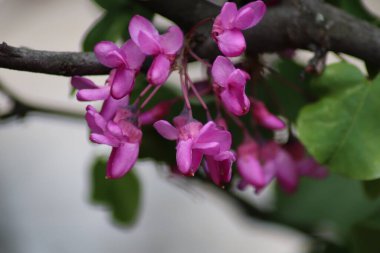 Pembe çiçeğe yaklaş.