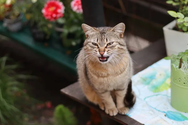 Cat Garden — Stock Photo, Image