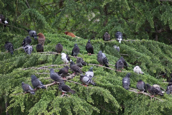 Pigeons Field — Stock Photo, Image