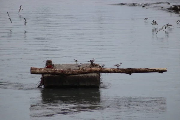 Mouettes Sur Plage — Photo