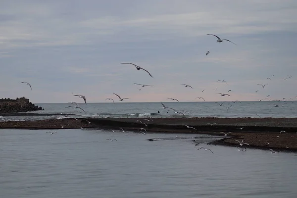 Seagulls Beach — Stock Photo, Image