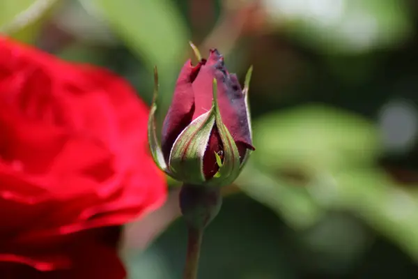 Hermosa Rosa Roja Jardín — Foto de Stock