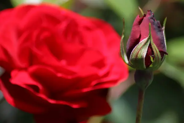 Hermosa Rosa Roja Jardín — Foto de Stock