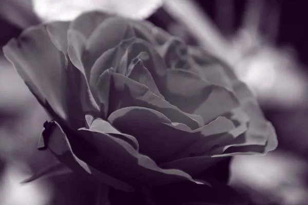 Black White Rose — Stock Photo, Image