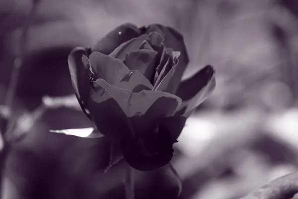 Black White Rose — Stock Photo, Image