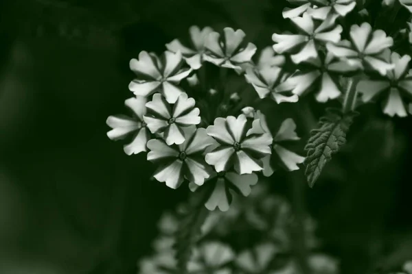 Vita Blommor Trädgården — Stockfoto