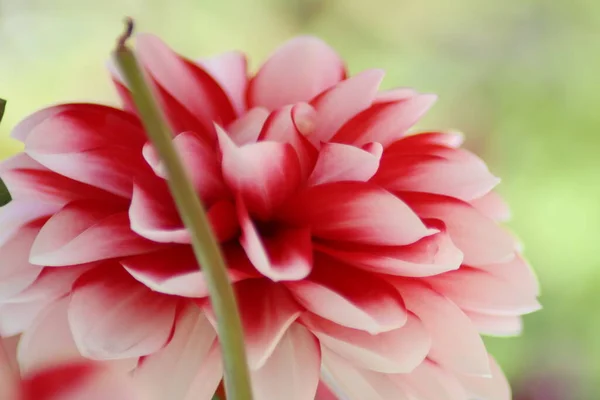 Czerwony Biały Kwiat — Zdjęcie stockowe