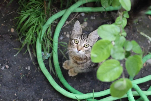 庭の猫 — ストック写真