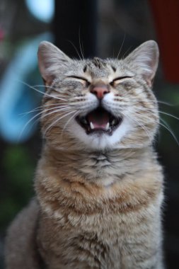 Bir kedinin portresi