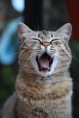 Bir kedinin portresi